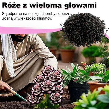 Nasiona róży wielogłowych