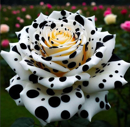 Nasiona róży wielogłowych